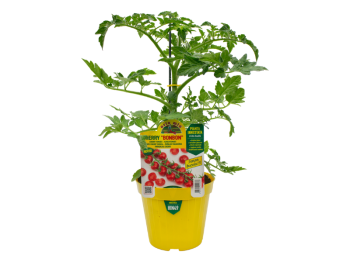 Orto Mio Cherry Bonbon Tomate Plante Greffée Orto Mio pot 14