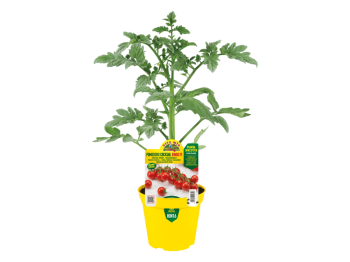 Orto Mio Plante greffée Bingo tomate cerise F1 Orto Mio pot 14