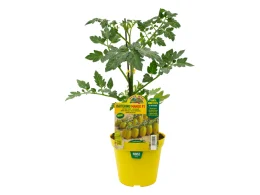 Orto Mio Plante greffée Datte verte Tomate Mangue F1 Orto Mio pot 14 cm