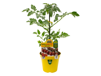 Pianta innestata Pomodoro Zebrino Crispino Plum F1 Orto Mio vaso 14 cm