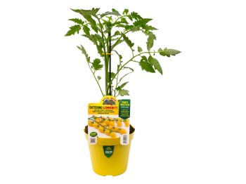 Pianta innestata Pomodoro Datterino Lemmon F1 Orto Mio vaso 14 cm