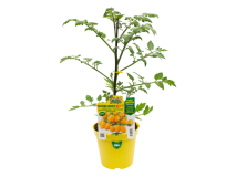 Orto Mio Pianta innestata Pomodoro Datterino Orange Sunset F1 Orto Mio vaso 14 cm