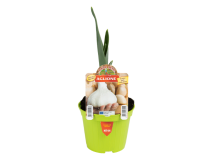 Orto Mio Pianta aglio aglione Orto Mio vaso 10 cm