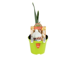 Orto Mio Plante d'ail Orto Mio pot 10 cm
