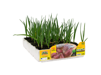 Orto Mio Sulmona Ail Rouge Orto Mio pack 6 plantes