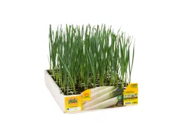 Orto Mio Poireau géant Chinook F1 Orto Mio pack 12 plantes