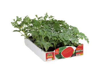 Orto Mio Pastèque ovale Crimson Bomber F1 Orto Mio pack 4 plantes