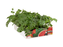 Orto Mio Pastèque Daytona longue F1 Orto Mio pack 4 plantes