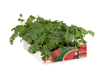 Orto Mio Pastèque Daytona longue F1 Orto Mio pack 4 plantes
