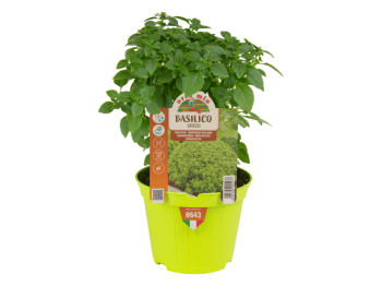 Orto Mio Basilic grec Orto Mio 1 plante en pot 10 cm