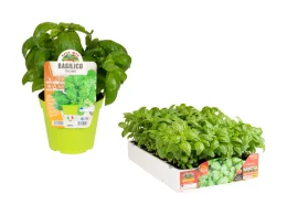 Orto Mio Basilico Italiano Genovese Orto Mio
