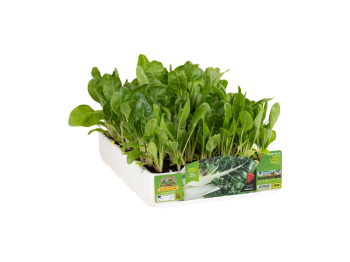 Orto Mio Bette verte côte blanche Lusiana Orto Mio paquet de 6 plantes