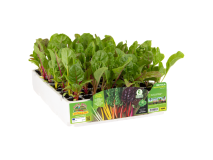 Orto Mio Bette à carde Bright Lights F1 Orto Mio pack de 6 plantes