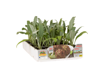 Orto Mio Artichaut Artemisa F1 Orto Mio pack de 4 plantes