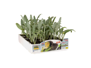 Orto Mio Artichaut Opera F1 Orto Mio pack de 4 plantes