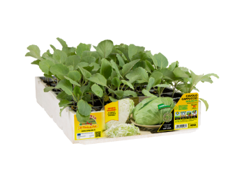 Orto Mio Chou Doux Vert Riche F1 Orto Mio paquet de 6 plants