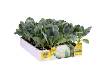 Orto Mio Chambord chou-fleur précoce F1 Orto Mio pack de 6 plantes