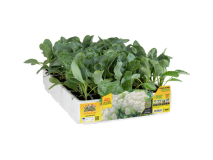 Orto Mio Cavolfiore Delta F1 resistente a Ernia Orto Mio 6 piante pack