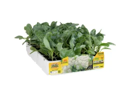 Orto Mio Cavolfiore estivo White Globe F1 Orto Mio 6 piante pack