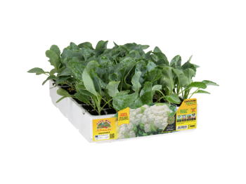 Orto Mio Chou-fleur résistant à la hernie Delta F1 Orto Mio pack de 6 plantes