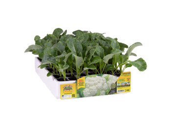 Orto Mio Chou-fleur Concept F1 Whiton F1 Orto Mio 85 jours pack 6 plantes