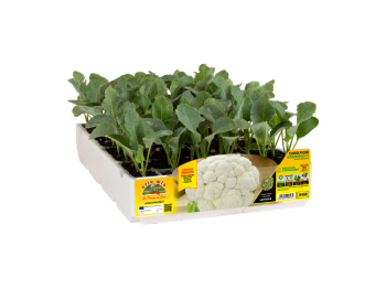 Orto Mio Chou-fleur Rufeno F1 Orto Mio 90 jours pack 6 plantes
