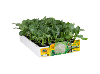 Orto Mio Chou-fleur Ormond F1 Orto Mio 90 jours pack 6 plantes
