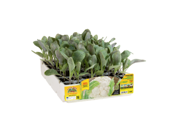 Orto Mio Rafale chou-fleur F1 Orto Mio 120 jours pack 6 plantes