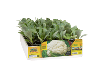 Orto Mio Chou-fleur Bernoulli F1 Orto Mio 110 jours pack 6 plantes