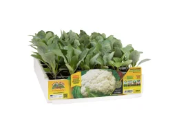 Orto Mio Chou-fleur Bernoulli F1 Orto Mio 110 jours pack 6 plantes