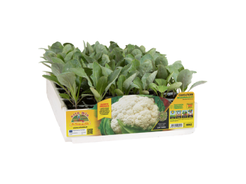 Orto Mio Chou-fleur Bernoulli F1 Orto Mio 110 jours pack 6 plantes