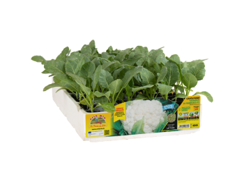 Orto Mio Chou-fleur Triomphant F1 Orto Mio 170 jours pack 6 plantes