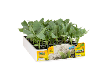 Orto Mio Chou-fleur Maresco F1 Orto Mio 210 jours pack 6 plantes