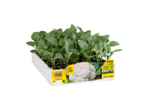 Orto Mio Cavolfiore Jerico F1 Orto Mio 100 giorni pack 6 piante