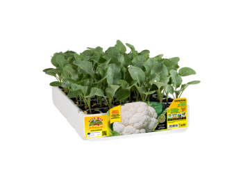 Orto Mio Chou-fleur Jerico F1 Orto Mio 100 jours pack 6 plantes