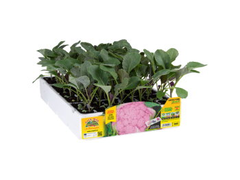 Orto Mio Chou-fleur Lavande F1 Orto Mio 85 jours pack 6 plantes