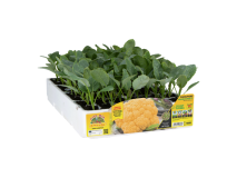 Orto Mio Cavolfiore Dorleac F1 Orto Mio 80 giorni pack 6 piante