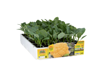 Orto Mio Cavolfiore Dorleac F1 Orto Mio 80 giorni pack 6 piante