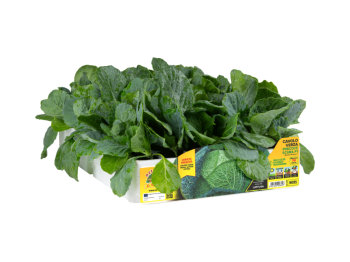 Orto Mio Chou de Milan Estoril F1 Orto Mio 70 jours pack 6 plantes