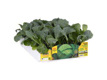 Orto Mio Chou de Milan Providence F1 Orto Mio 100 jours pack 6 plantes