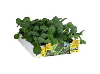 Orto Mio Chou de Milan Wirosa F1 Orto Mio 120 jours paquet de 6 plantes