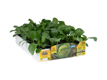 Orto Mio Chou de Milan Endeavour F1 Orto Mio 130 jours pack 6 plantes