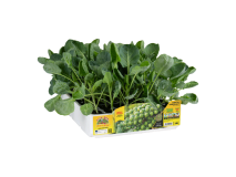 Orto Mio Choux de Bruxelles Churchill F1 Orto Mio 90 jours pack 6 plantes