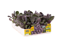 Orto Mio Choux de Bruxelles violet Red Bull F1 Orto Mio 120 jours pack 6 plantes
