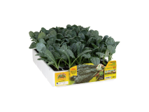 Orto Mio Cavolo nero Toscana Orto Mio 70 giorni 6 piante pack