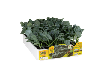 Cavolo nero Toscana Orto Mio 70 giorni 6 piante pack