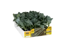 Orto Mio Black Magic Chou noir Orto Mio 60 jours 6 plantes pack