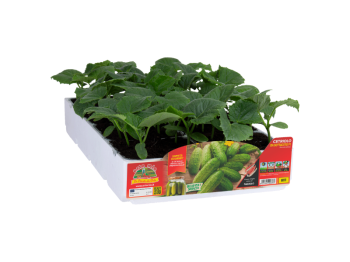 Orto Mio Concombre Sonate F1 Orto Mio pack 4 plantes