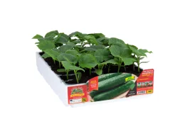 Orto Mio Concombre Induran F1 Orto Mio 4 plantes 40x100 cm