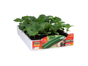 Orto Mio Burpless Green Evolution F1 Concombre Orto Mio 4 plantes
